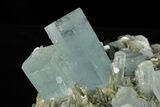 Gemmy Aquamarine Crystals on Muscovite - Museum Quality #238763-3